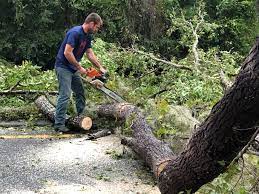 Professional Tree Care in Bayou Country Clu, LA