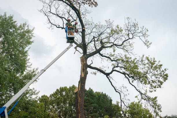 Best Tree Removal  in Bayou Country Clu, LA