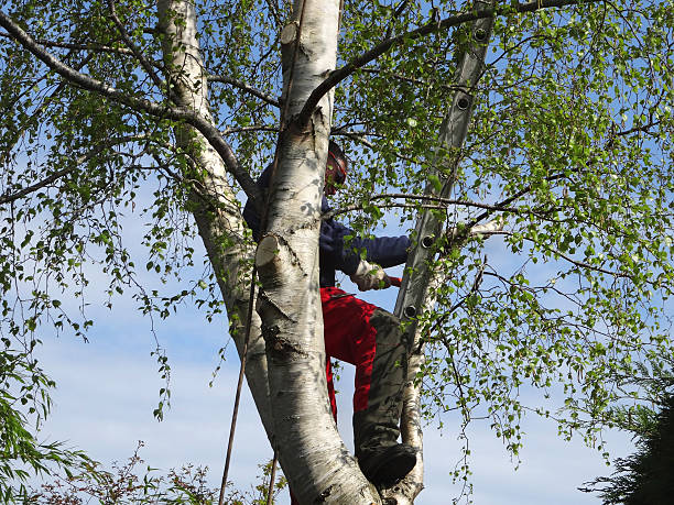 How Our Tree Care Process Works  in  Bayou Country Clu, LA